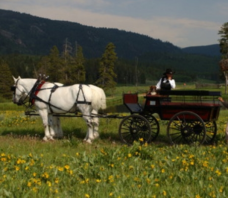 Carriage Ride to Wedding Ceremony