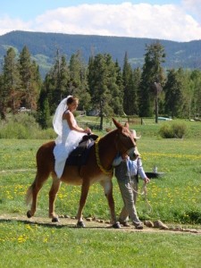 Arrive by horse or mule to the ceremony!